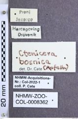 Etiketten zu Ctenicera bosnica (Apfelbeck, 1894) (NHMW-ZOO-COL-0008362)
